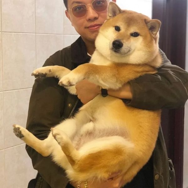 Shiba meme hài hước, thú vị