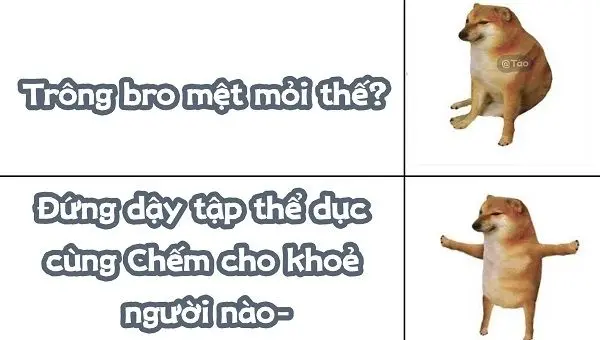 Meme Shiba làm ai cũng thích thú