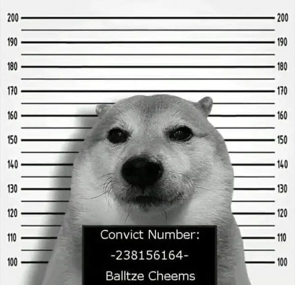 Shiba meme ngộ nghĩnh ai cũng yêu mến