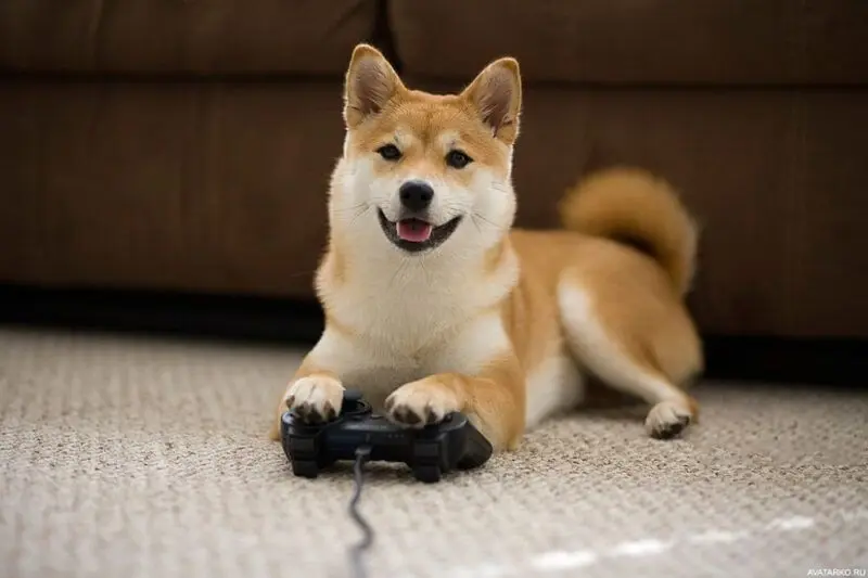 Shiba meme đáng yêu, cute