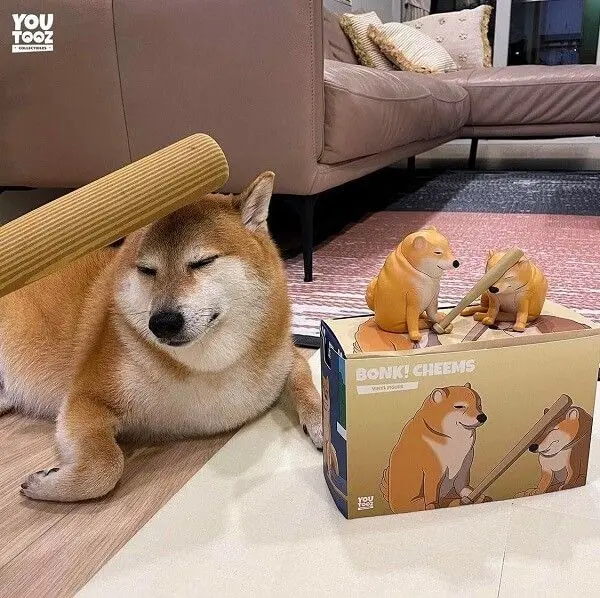 Shiba meme với các biểu cảm dễ thương hài hước
