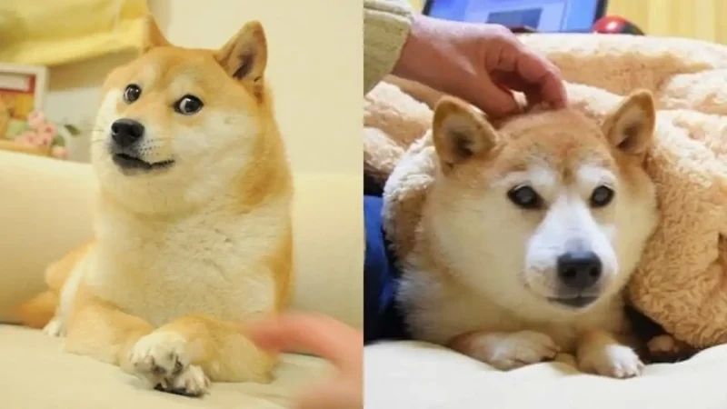 Shiba meme hài hước và thú vị