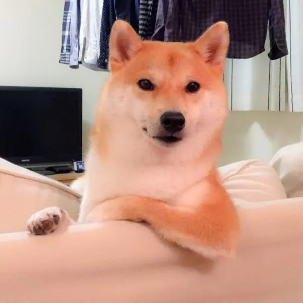 Shiba meme ngồi như người lớn hài hước