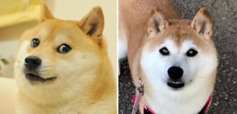 Meme Shiba biểu cảm độc đáo khó đỡ