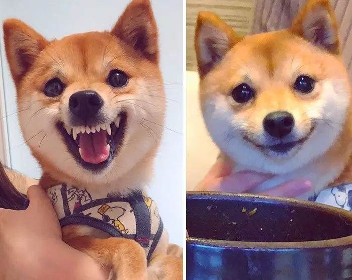 Shiba meme với biểu cảm hài hước