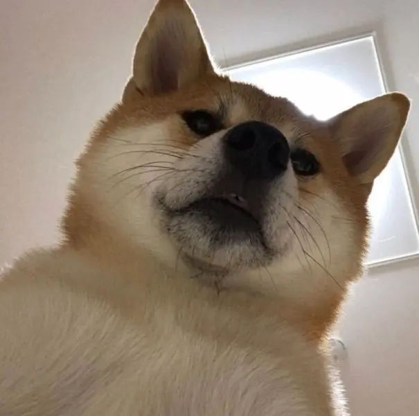 Cười sảng khoái với Shiba meme dễ thương