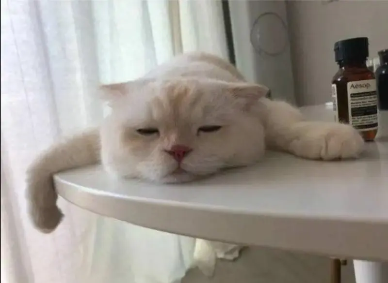 Meme mèo buồn ngủ dễ thương khiến ai cũng bật cười