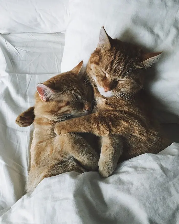 Meme mèo ôm nhau ngủ hài hước và thú vị