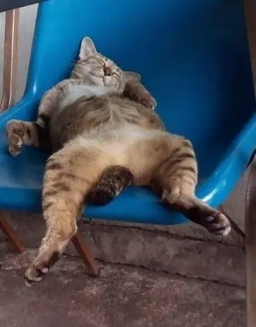 Meme mèo buồn ngủ với tạo dáng hài hước