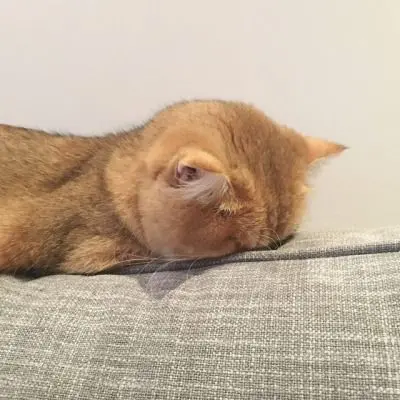 Meme mèo buồn ngủ với tình huống vui nhộn