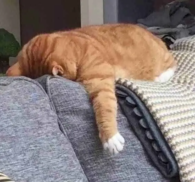 Meme mèo buồn ngủ với biểu cảm cực kỳ dễ thương