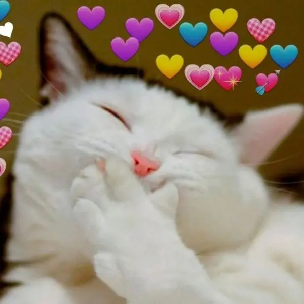 Meme mèo buồn ngủ khiến ai cũng phải cười