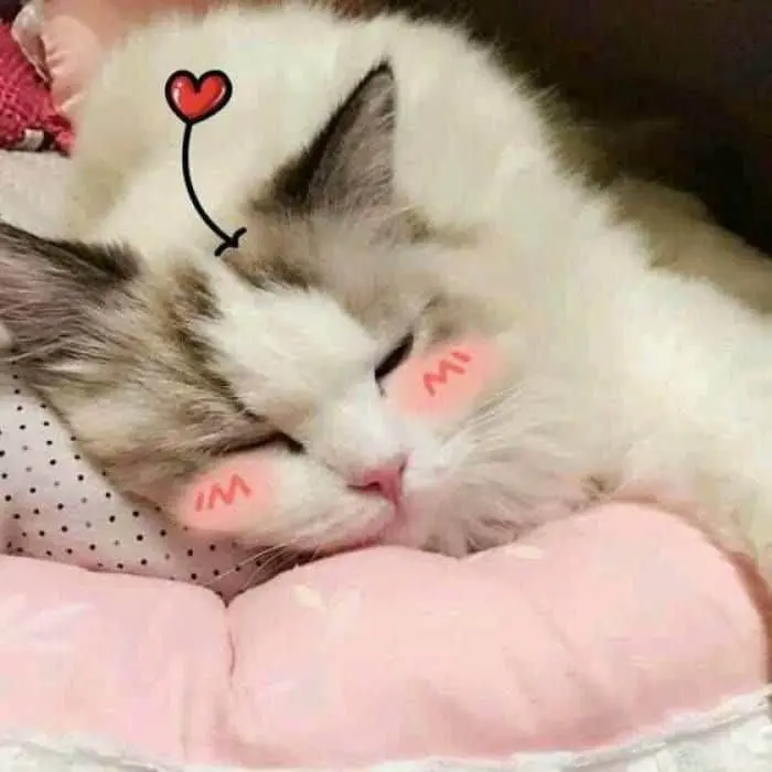 Meme mèo buồn ngủ đáng yêu lan truyền trên mạng