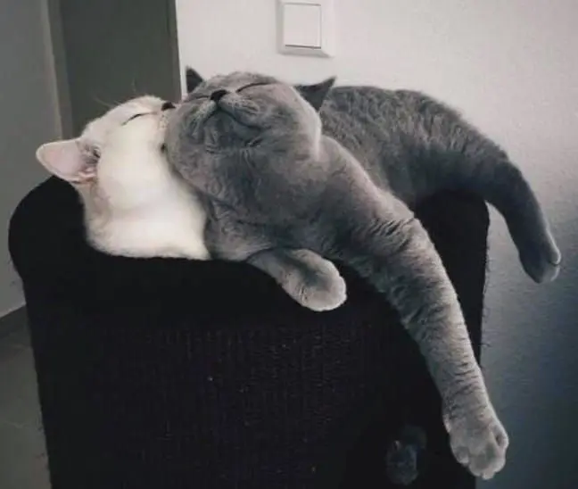 Meme mèo buồn ngủ dễ thương khiến ai cũng muốn xem