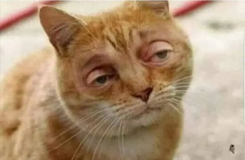 Meme mèo buồn ngủ díp hết cả mắt hài hước