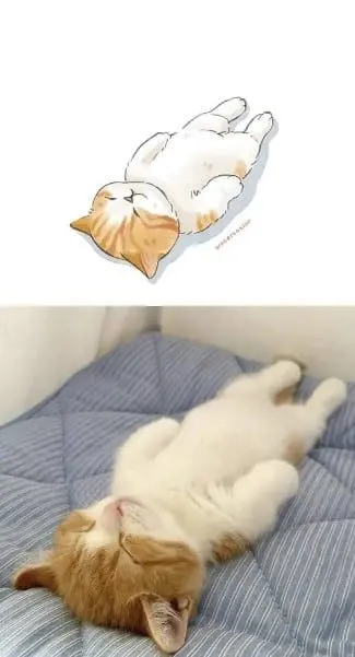 Meme mèo ngủ với tư thế độc đáo và hài hước