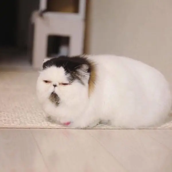 Meme mèo buồn ngủ với biểu cảm hài hước và đáng yêu
