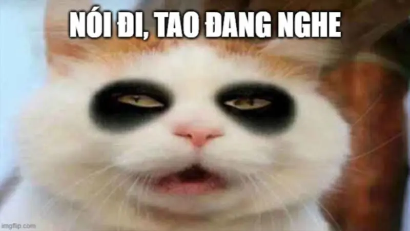 Meme mèo buồn ngủ mang lại cảm giác nhẹ nhàng