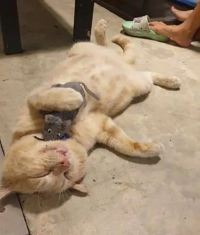 Meme mèo ngủ ôm chuột hài hước