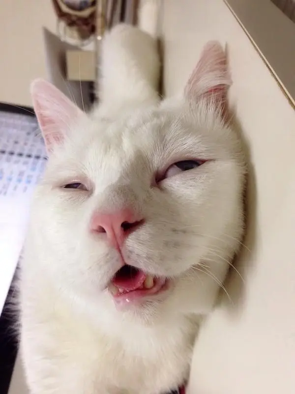 meme mèo buồn ngủ với biểu cảm hài hước