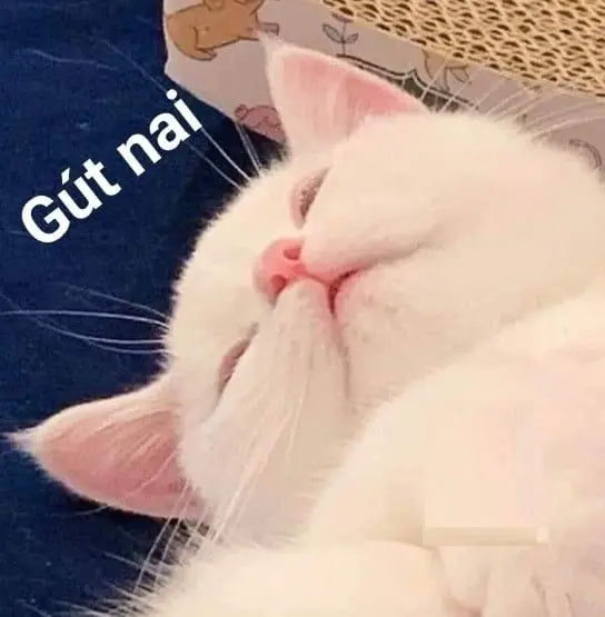 Meme mèo buồn ngủ, chúc ngủ ngon hài hước