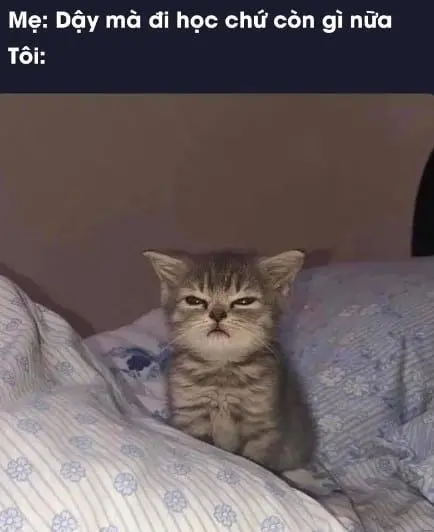 Meme mèo con buồn ngủ đáng yêu