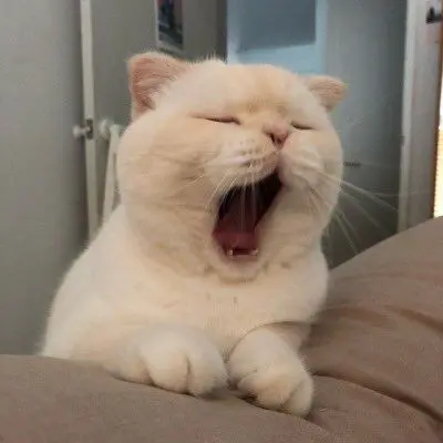 Meme mèo ngáp buồn ngủ hài hước