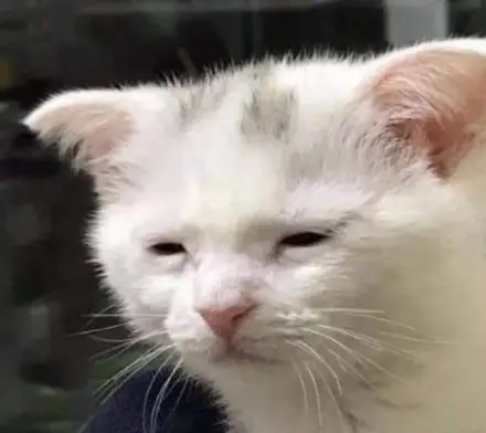 Meme mèo buồn ngủ với đôi mắt díp