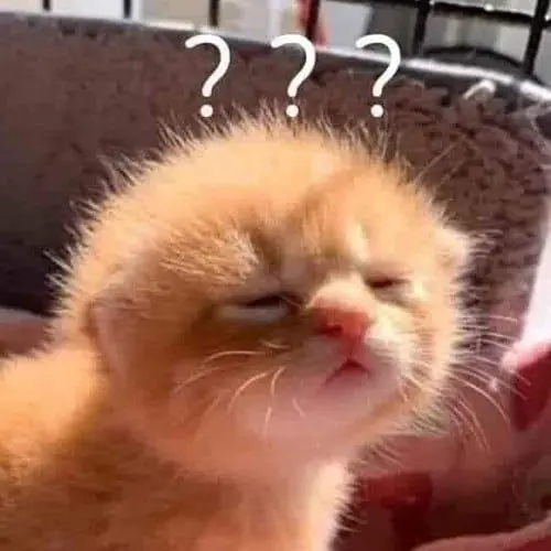 Meme mèo buồn ngủ ???
