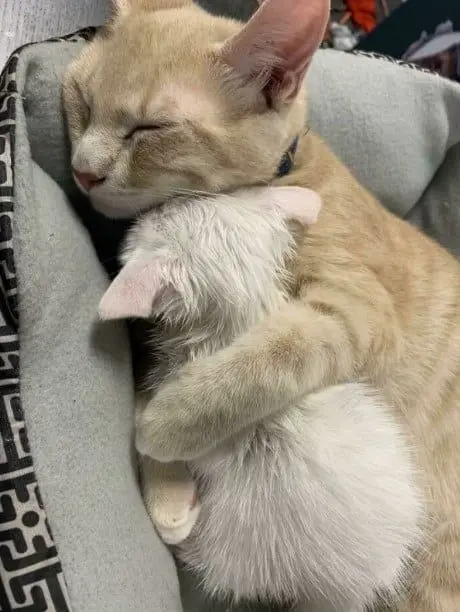 Meme mèo ôm nhau ngủ siu cute và dễ thương