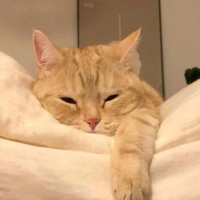 Meme mèo buồn ngủ dễ thương và ngộ nghĩnh