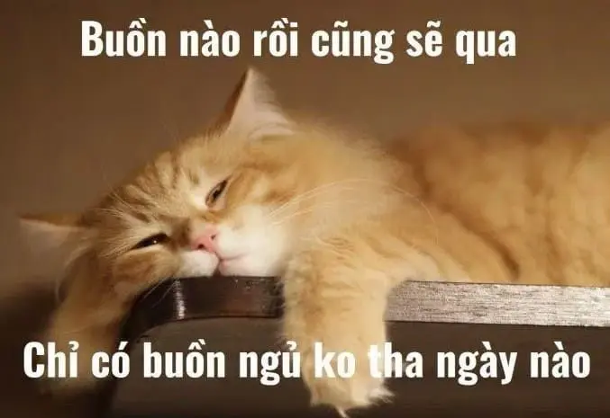 Meme mèo buồn ngủ khiến ai cũng vui vẻ