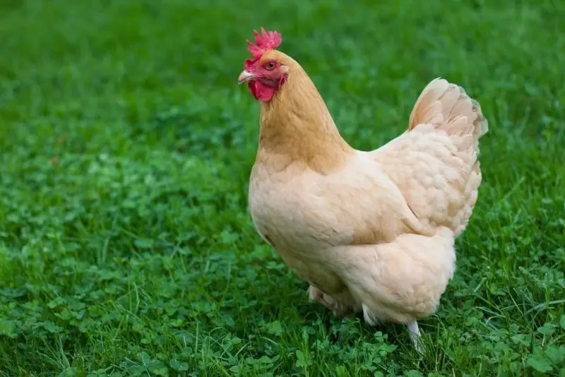 Đàn gà tung tăng kiếm mồi trên cánh đồng rộng lớn. Đàn gà tung tăng kiếm mồi trên cánh đồng rộng lớn.
