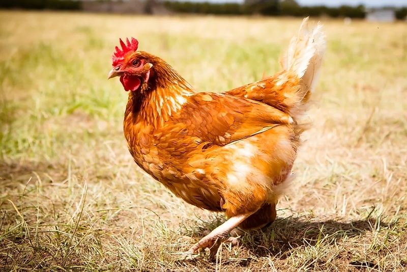 Đàn gà tìm mồi giữa cánh đồng mênh mông. Đàn gà tìm mồi giữa cánh đồng mênh mông.