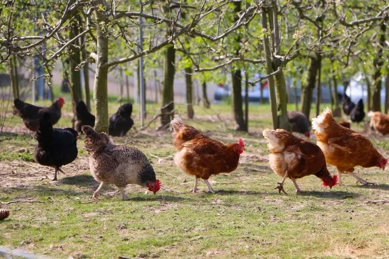 Đàn gà trên cánh đồng rộng, phong cảnh thôn quê gần gũi. Đàn gà trên cánh đồng rộng, phong cảnh thôn quê gần gũi.