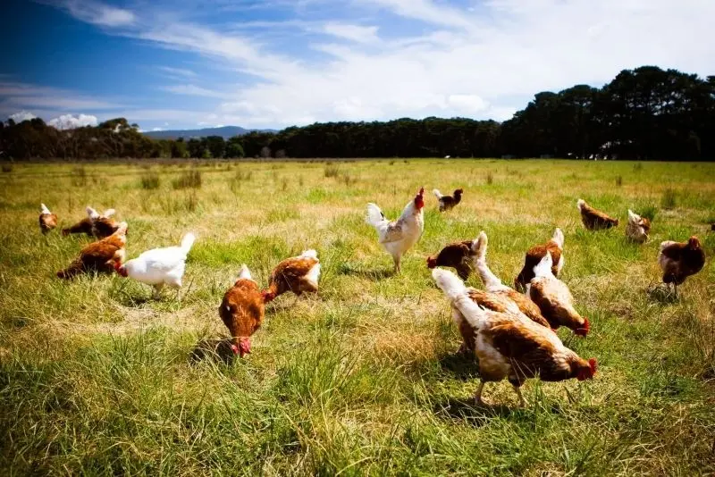 Đàn gà vui chơi giữa cánh đồng tràn ngập ánh nắng. Đàn gà vui chơi giữa cánh đồng tràn ngập ánh nắng.