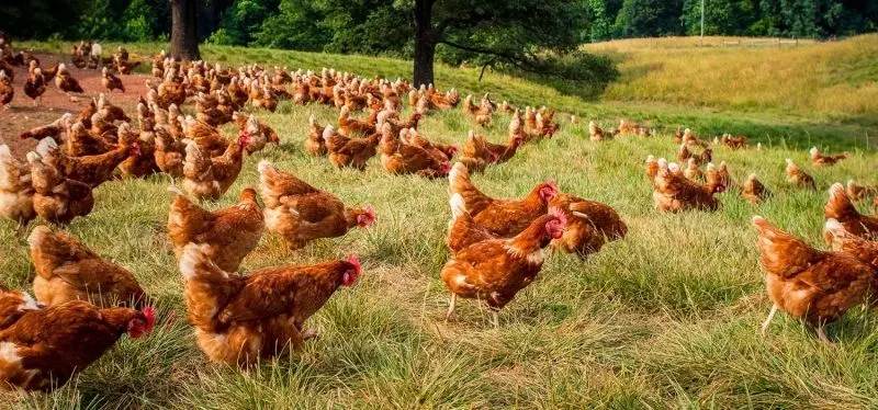 Cánh đồng xanh và đàn gà, một khung cảnh thật thanh bình. Cánh đồng xanh và đàn gà, một khung cảnh thật thanh bình.