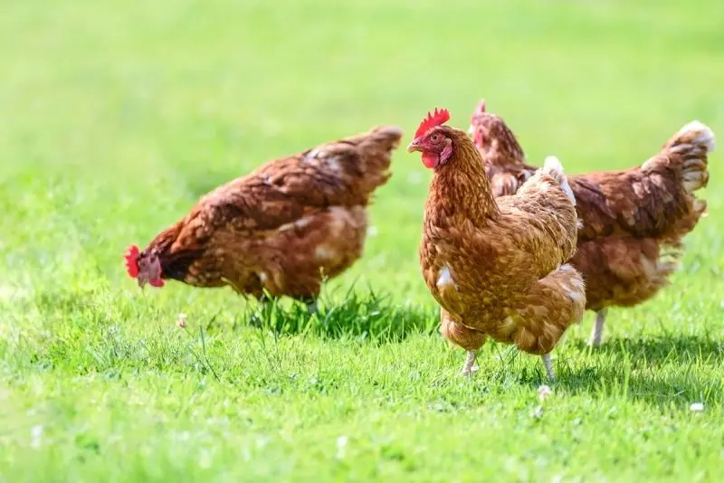 Cánh đồng quê và đàn gà tung tăng kiếm mồi, phong cảnh dân dã. Cánh đồng quê và đàn gà tung tăng kiếm mồi, phong cảnh dân dã.