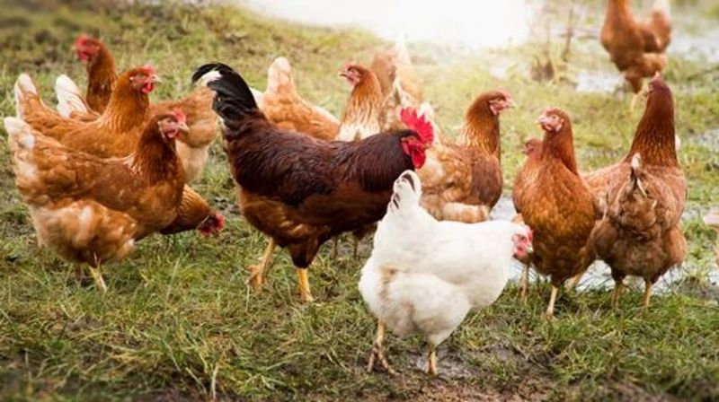 Đàn gà tìm mồi trên cánh đồng đầy nắng. Đàn gà tìm mồi trên cánh đồng đầy nắng.