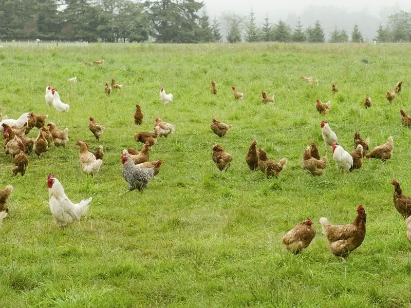 Đàn gà đi kiếm mồi trên cánh đồng rực nắng. Đàn gà đi kiếm mồi trên cánh đồng rực nắng.