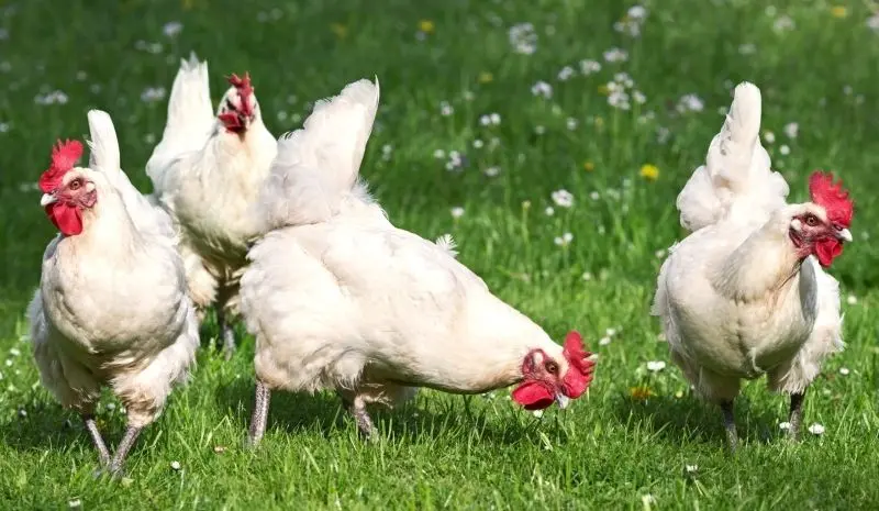 Đàn gà nhởn nhơ tìm thức ăn trên cánh đồng rộng. Đàn gà nhởn nhơ tìm thức ăn trên cánh đồng rộng.