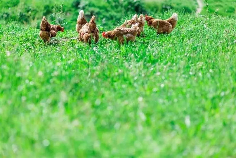Đàn gà trên cánh đồng mênh mông, phong cảnh tuyệt đẹp. Đàn gà trên cánh đồng mênh mông, phong cảnh tuyệt đẹp.