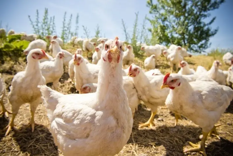 Cánh đồng và đàn gà, một góc quê hương thân thuộc. Cánh đồng và đàn gà, một góc quê hương thân thuộc.