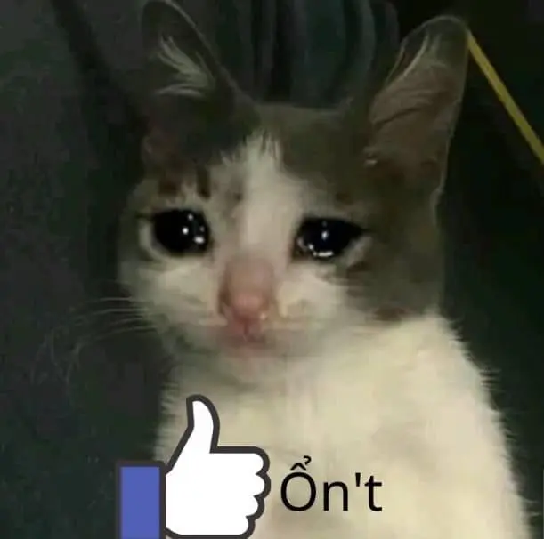 Mèo meme like không ổn 