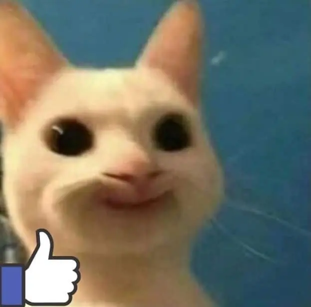 Mèo meme like tự tin hài hước