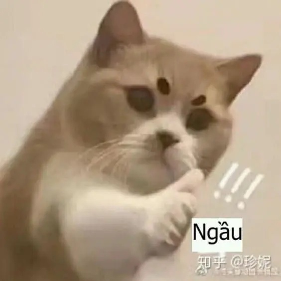 Mèo meme like ngầu