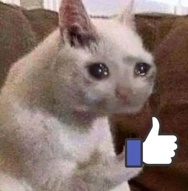 Biểu cảm mèo meme like khiến người xem thích thú