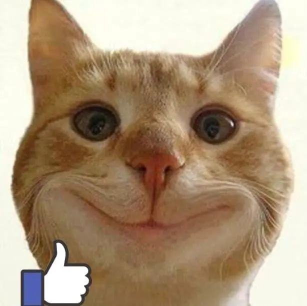 Mèo meme like với nét mặt dễ thương