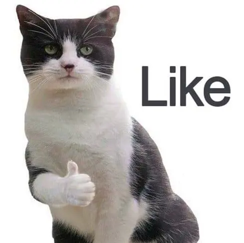Meme mèo like gây tiếng cười sảng khoái