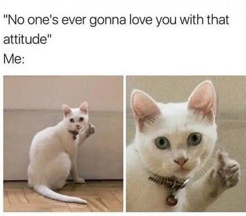 Mèo meme like phổ biến trên mạng xã hội
